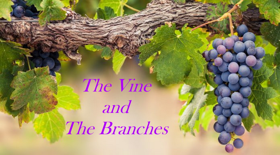The Vine and The Branches