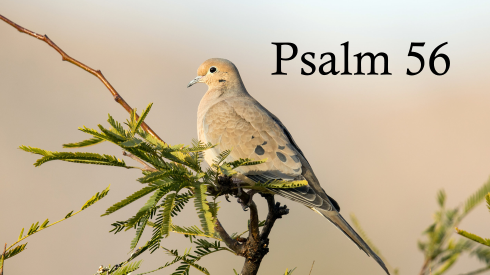Psalm 56