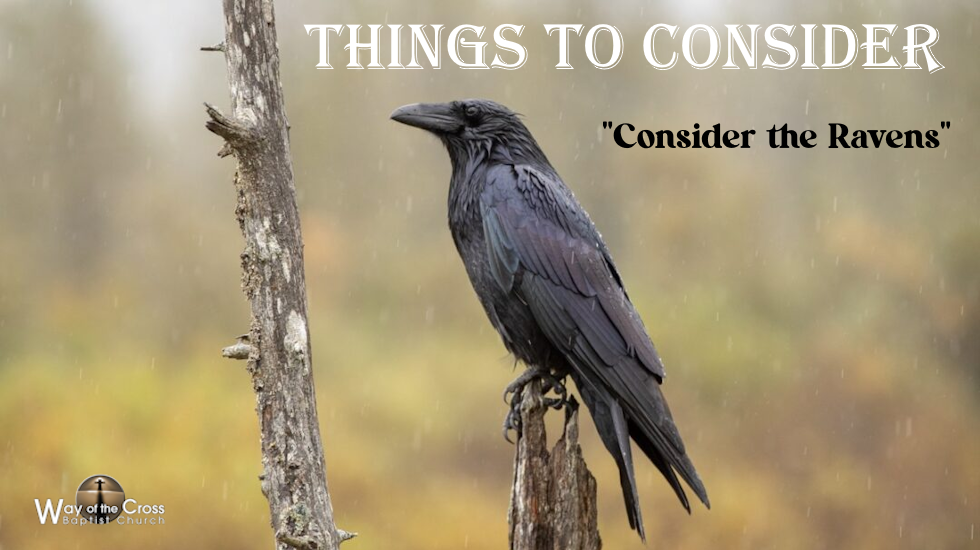 Things To Consider - Consider The Ravens