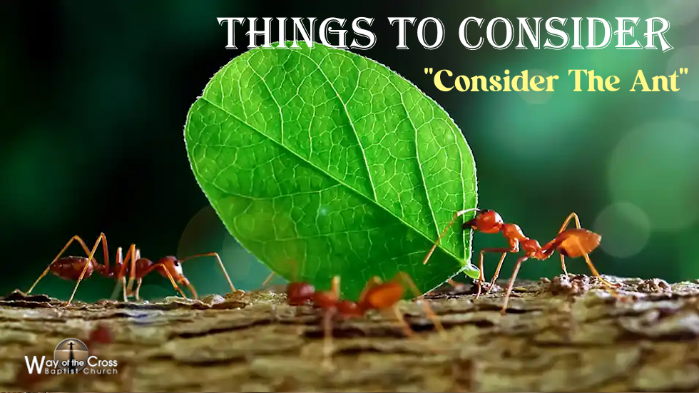 Things To Consider - Consider The Ant