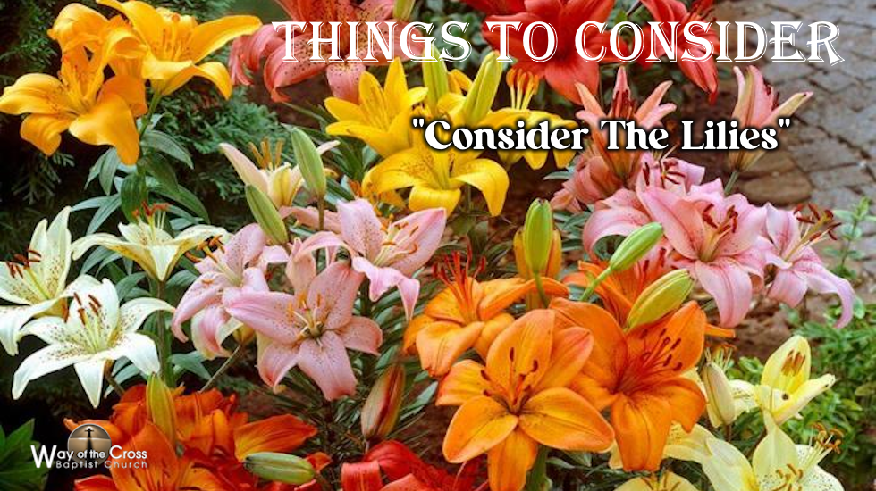 Things To Consider - Consider The Lilies